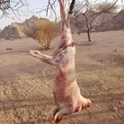 تيوس عارضيه مخصاه فل شحم