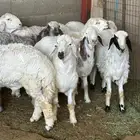 أضاحي طليان مزرعة المشاعلة