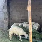 خرفان كرامات ومبادي