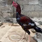 ذكور سندي