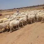 غنم حريه حرش