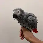 كاسكو اليف و متكلم في الوجه تم البيع الله يبارك لي راعيه