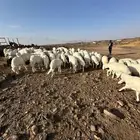 خرفان ورخال بهم كفو