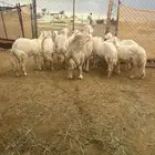 10رخال صنف