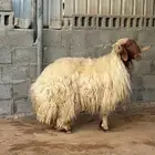 فحل ثني للبيع