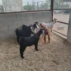 تيوس منادي لبانية زبده المزاحمية