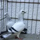 للبيع حمام بوز