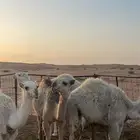المذنب