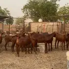 جفار محايليه تم البيع