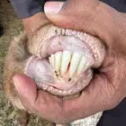 للبيع عنز متوم ر وم وسلم شرط معها جفرتين