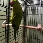 ببغاء الدرة الهندي