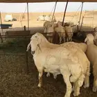 طليان حري ذبايح غنم طيبه وتبيض الوجه