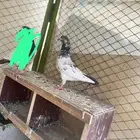 حمام باكستاني
