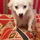 كلب شيواوا pomchi لعوب جدا