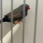 زيبرا شاروكل لايت باك ( تم البيع )