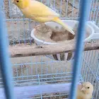 جوز كناري