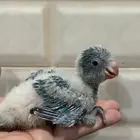 فرخ غر كويكر ازرق تم البيع