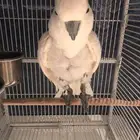 بغبغا كوكاتو جامبو للبيع في جدة عندو كلمات بابا وزي كذا