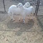 خرفان للبيع