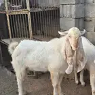 للبيع تيس هولندي