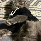 قطه للتبني