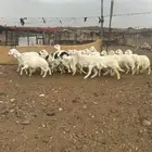رخال منوه القاني
