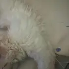 قط ذكر للبيع