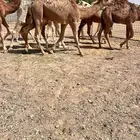للبيع حيران فاخره