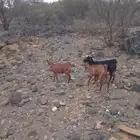 معزي محايلة