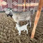 للبيع معزا متابيع