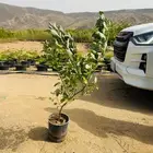 زرع وشتلات وانواع الشجر