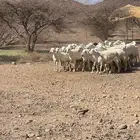 ضان