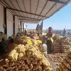 بطاطس سبونتا بيع بالدنة