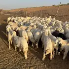 بعم حري عدد 114