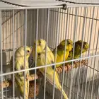 عصافير الحب