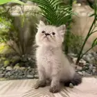 قطه همالايا