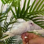 كروان البينو لعوب