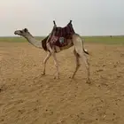 قعود سوداني حق طايع ماشاءالله تبارك الله