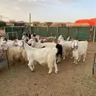 معزا 18 فوااخر