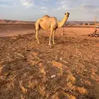 بكره جذعه شقحا باتليه