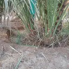 صنية نخيل صقعي