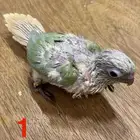فروخ كنيور غر