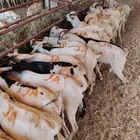 تيوس صومالية جذعان وثنيان جملة وتفريد