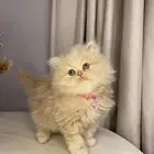 قطط كيتن للبيع
