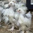 صيصان براهما
