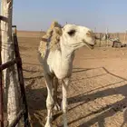 بكره مفروده