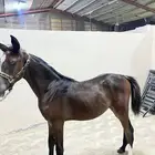 مهر عربي اصيل للبيع