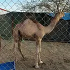 للبيع حاشي العمر 8 شهور