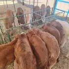 برابر وسواكن مرابي جمله وتفريد