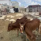 ثلاثه حسايل للبيع